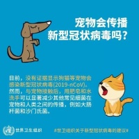 宠物狗养殖需要什么技术（养狗初学者必备的养殖指南）