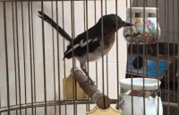 黑白四喜鸟自家繁殖方法