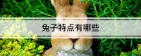 兔子特点有哪些