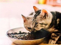 “猫咪减肥，科学饮食，适量运动。”