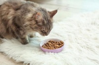 “猫咪减肥，选对食物是关键！”