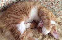 如何训练猫咪不跳上床？训练猫不上床的方法！