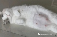 猫咪怀孕要怎么照顾?需要洗澡驱虫怎么办?