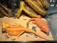 广富林里藏了个异宠乐园？76种萌物集结，摸鬃狮蜥、撸软萌豚鼠，超新奇展览等你打卡！