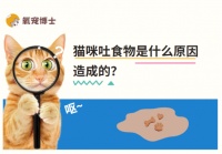 猫咪为何吐食物？深度解析猫咪消化系统问题