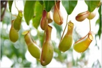 猪笼草的笼子里需要装水吗？ 还有就是有的笼子枯萎了一半，该怎么办？需要剪掉吗