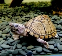 你家草龟能活多久呢？