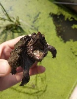 水泥龟池养龟注意事项——稍不注意可能就会损失惨重。