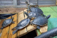 养龟需谨慎！它真能活百年送你走？真相颠覆认知