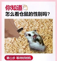 三线仓鼠和金丝熊仓鼠的区别在哪里？