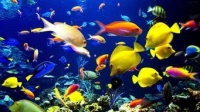 “新手必备！热带鱼选这几种，好看又好养！”