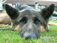 狗狗食物中毒的症状_宠趣网