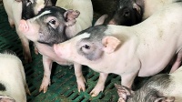 “风口”来了？！实验小型猪成为实验动物中的“新宠”
