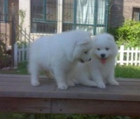 萨摩耶患疥螨，宠物护理必知！