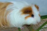 荷兰猪怎么养能活多久（饲养小知识）