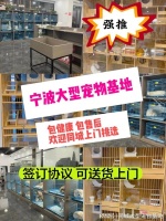 宁波买宠物猫狗哪里便宜?这里实体店选购宠物，安全更值得信赖