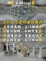 深圳买宠物猫狗最好去哪里买？实地探访这确保安全选购您的爱宠