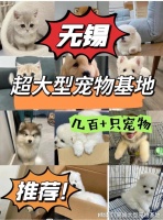 无锡购买宠物猫狗的正规平台？这里安全可靠能挑选心仪的宠物哦