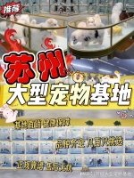 苏州哪里有正规宠物基地?这里专业安全可亲自挑选宠物