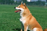 宠物狗身上有螨虫怎么治疗（怎么办）