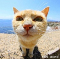 萌宠度夏新技能：轻松训练宠物适应空调环境指南