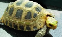 缅甸陆龟有哪些习性？看完你就知道了