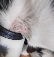 预防猫咪皮肤病，从宠物护理开始（15个实用宠物护理技巧帮助预防猫咪皮肤病）_村客网