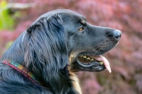 狗洗澡没吹干有皮肤病怎么办_小可爱宠物网