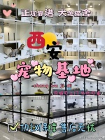 西安买博美犬哪里有实体店？西安这里是优质选博美犬基地，宠物界的天堂！