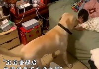 如何让你的狗狗不再爬上床（简单有效的方法让你的宠物保持床铺纯净）