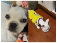 换季了，如何让宠物远离传染病呢？