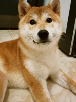 宠物狗营养不良还是营养过剩?从体态到饮食的全面判断与改善指南