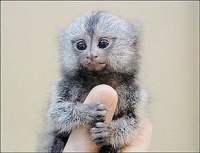 一只狨猴多少钱一只 猴一只多少元