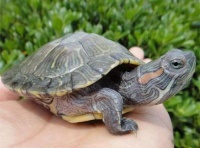 山龟养殖指南：宠物爱好者必看