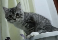 一文读懂中国宠物经济地图｜这些地方搞定了1.2亿“毛孩子”的幸福生活