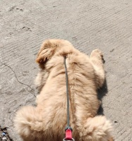 金毛犬站不起来的原因及治疗方法（宠物狗站立困难的诱因与解决方案）