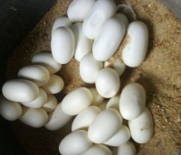 人人都说蛇是卵生，怎么这条是胎生的呢？那么它是哺乳动物吗