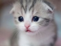 扬州江都折耳猫出售