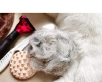 如何照料正在换毛的猫咪（专业宠物护理师分享实用技巧，让你的猫咪健康度过换毛期） | 蜗牛网