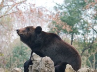 气温骤降，“贴的秋膘” 用上了！揭秘它们的秋日美味～