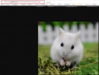 用python爬取一张仓鼠图片