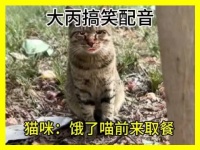 主人埋仓鼠遭猫咪吐槽,消化了