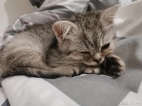 成年猫吃什么猫粮好？猫粮排行榜前十名国产好价品牌分享