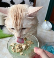 宠物的健康问题——小猫咳嗽的原因及应对方法（探讨宠物饮食）