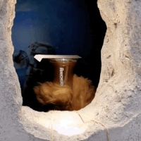 这家咖啡店火了！一只毛茸茸的熊爪“出没”，网友好奇墙洞后有什么？