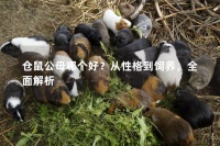 仓鼠公母哪个好？从性格到饲养，全面解析