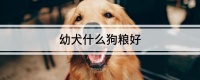 幼犬什么狗粮好