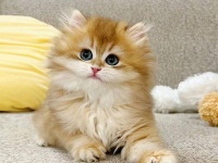 口碑好的买金渐层品牌实力推荐与选购指引