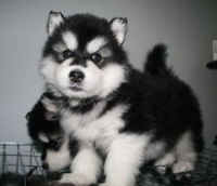 幼犬专用，阿拉斯加食谱，营养均衡。