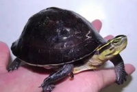 安布闭壳龟怎么养？个人饲养经验分享~